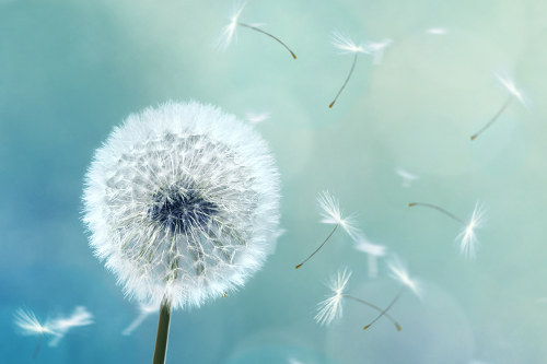 Remembering Loved Ones